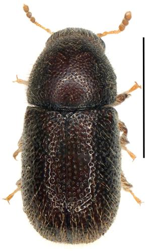 Rhopalodontus perforatus